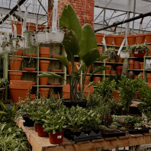 Bingo de plantes tropicales - 27 septembre