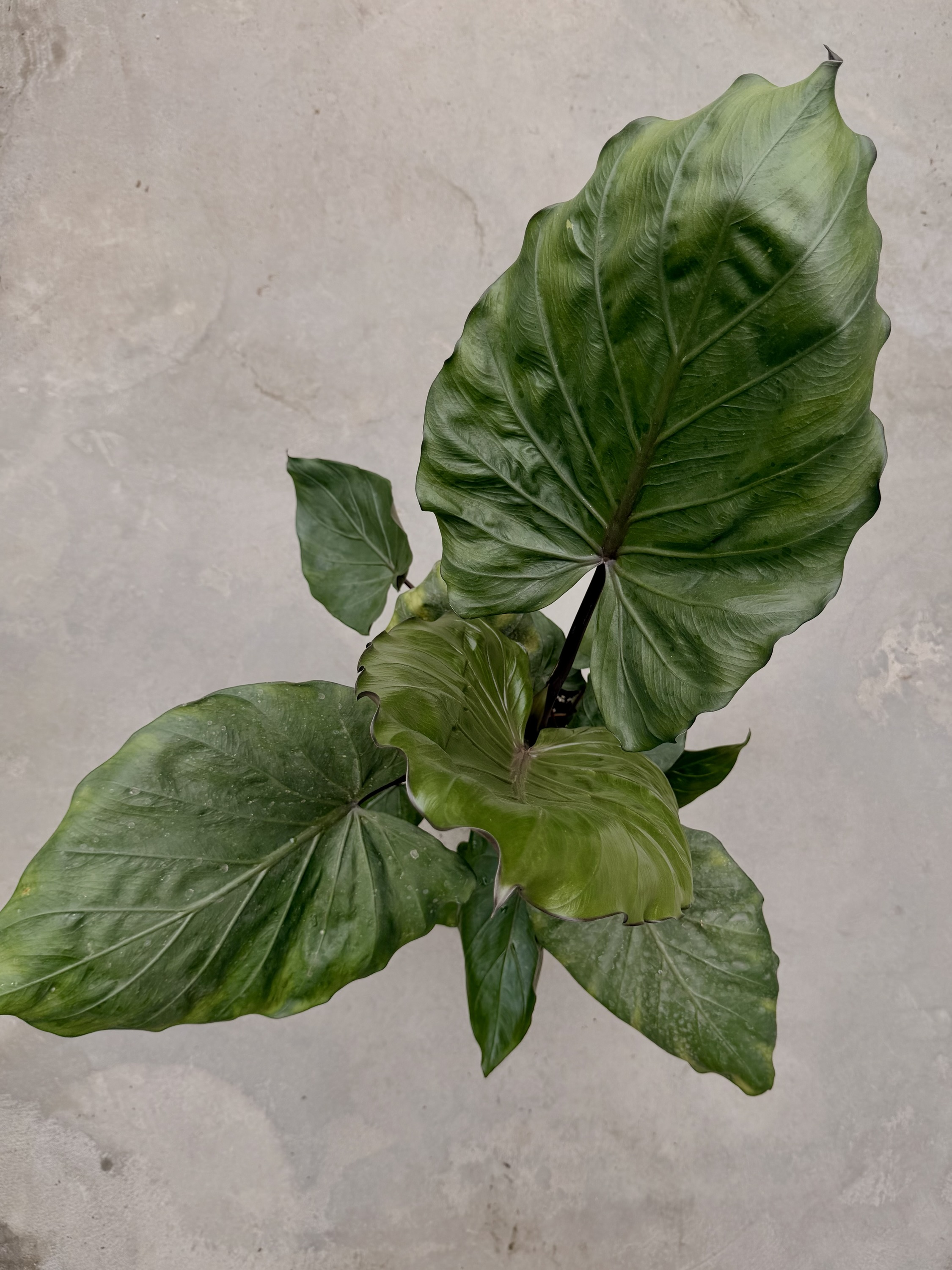 Alocasia Melino – Image 2