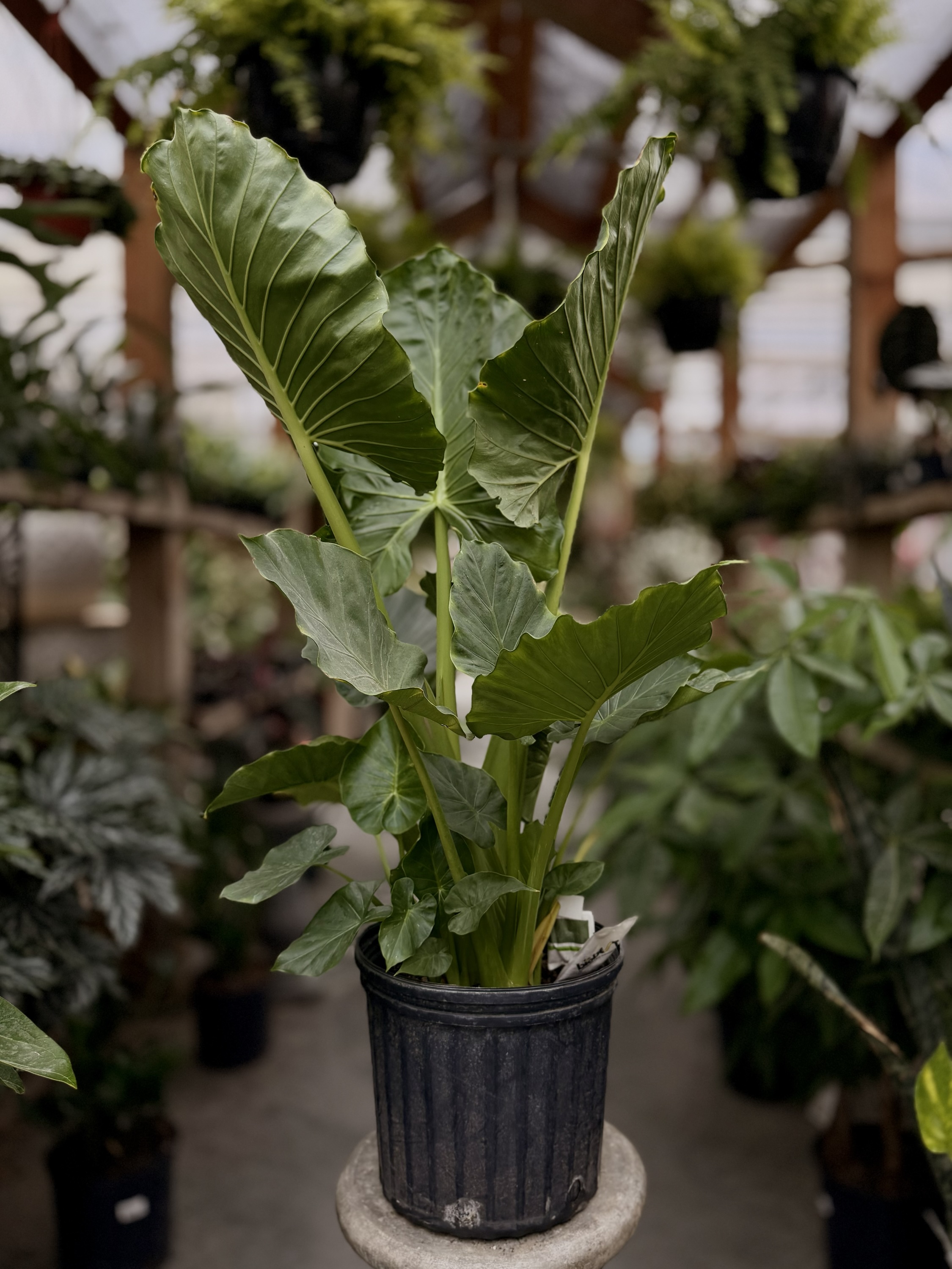 bingo-de-plantes-tropicaless