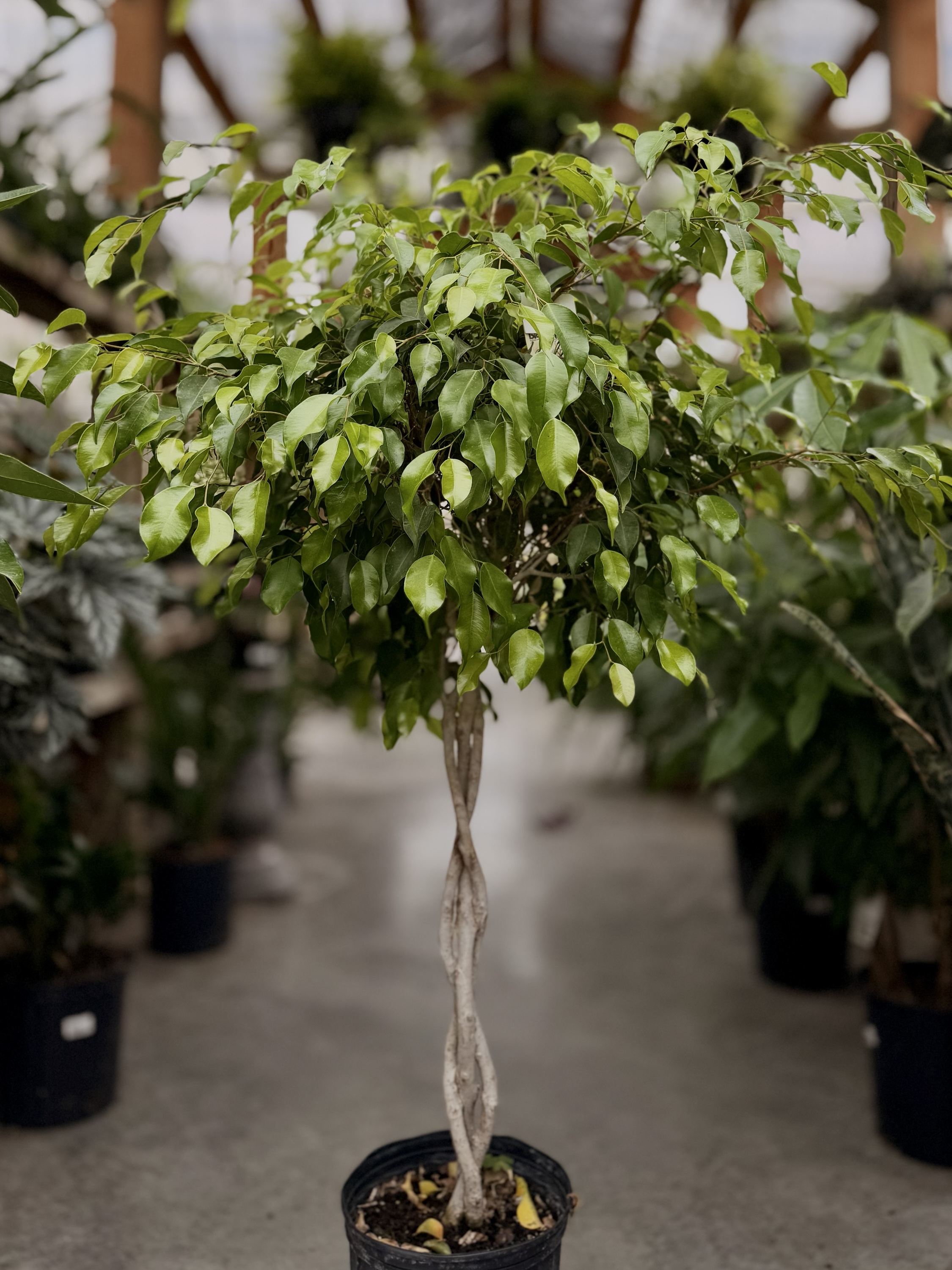 Ficus Alii