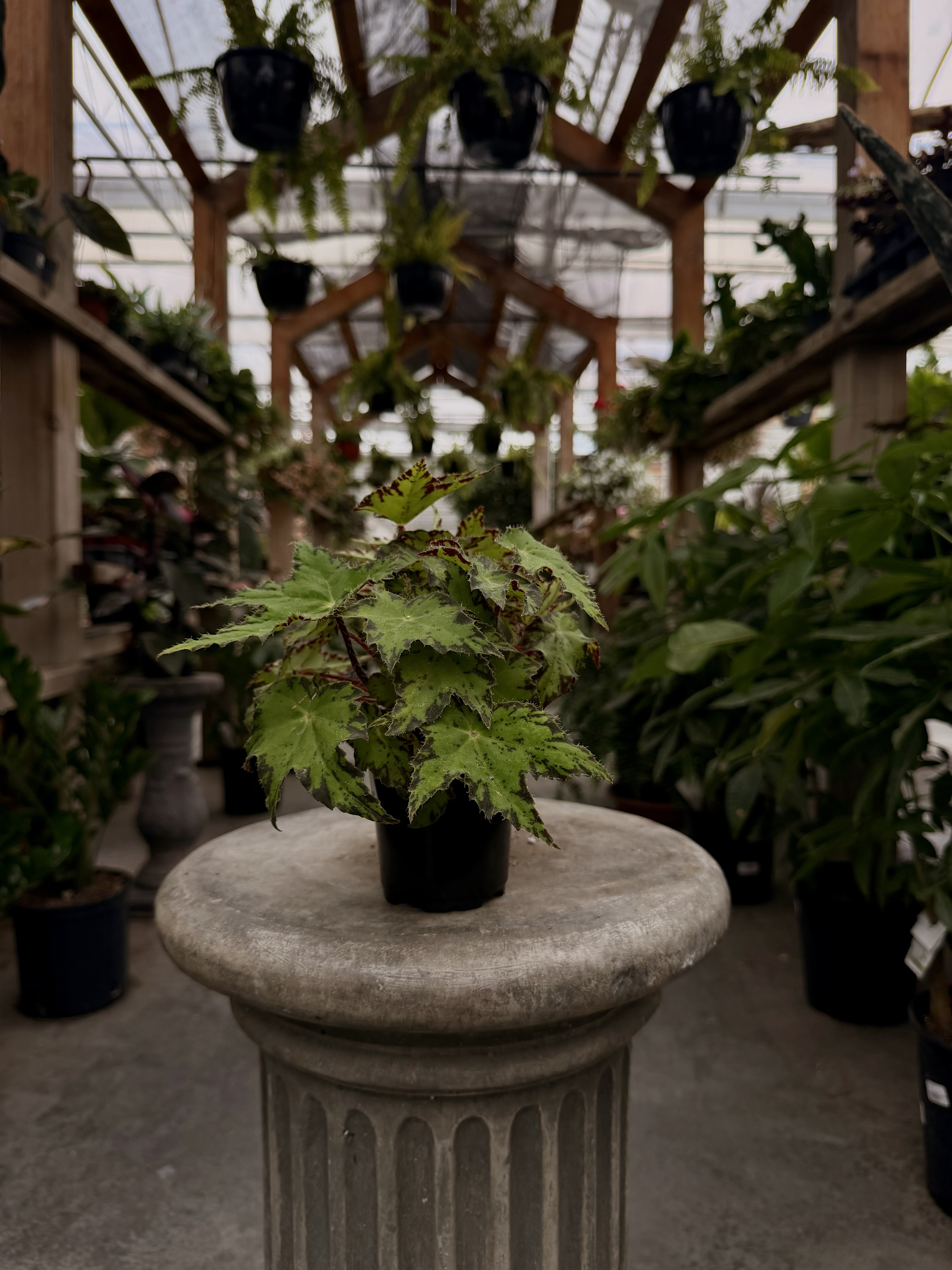 Begonia Geometry