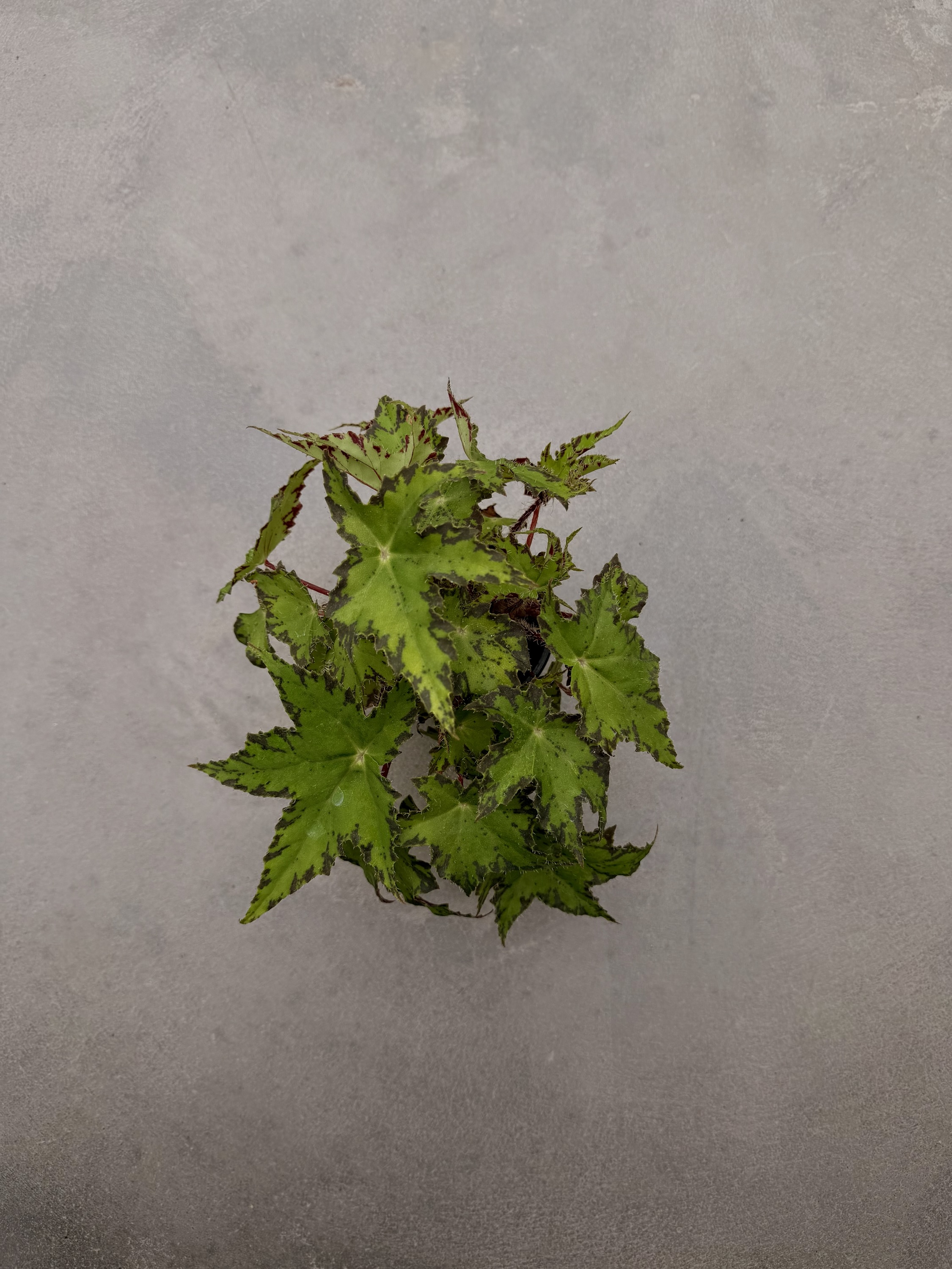 Begonia Geometry – Image 2