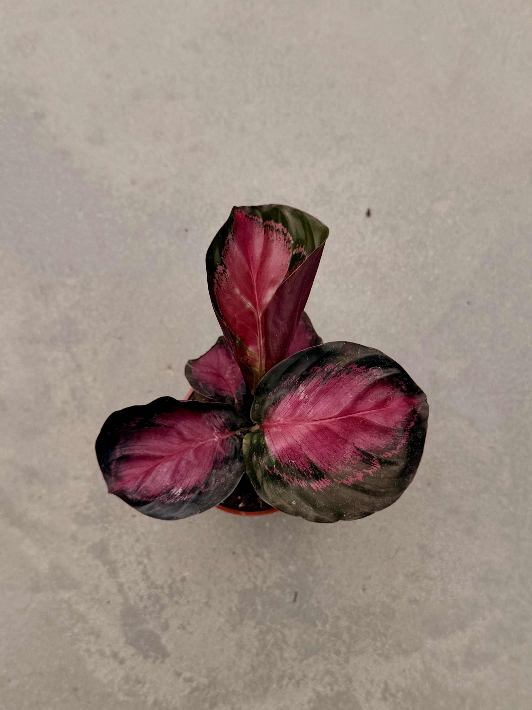 Calathea Crimson – Image 2