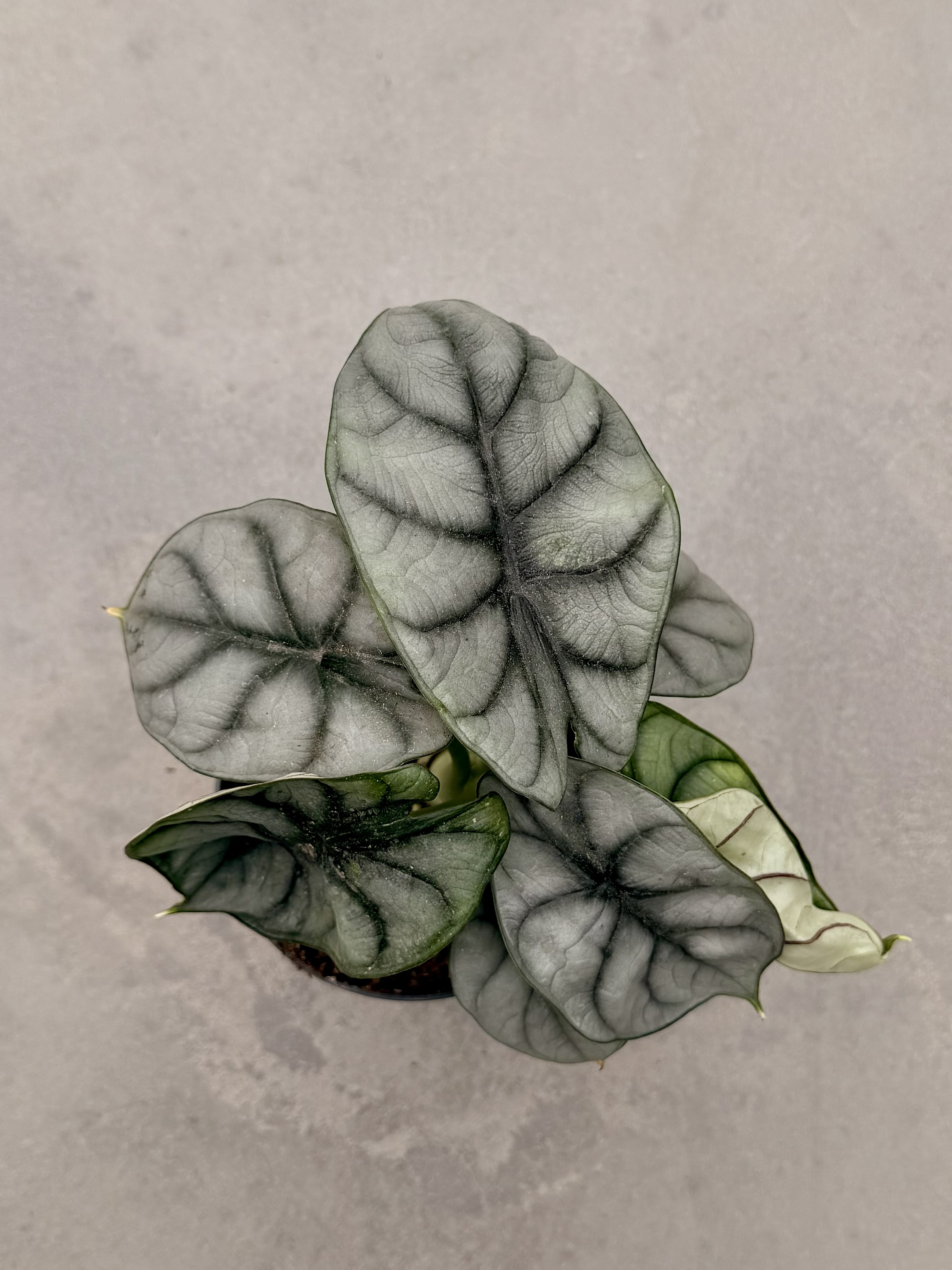 Alocasia – Image 2