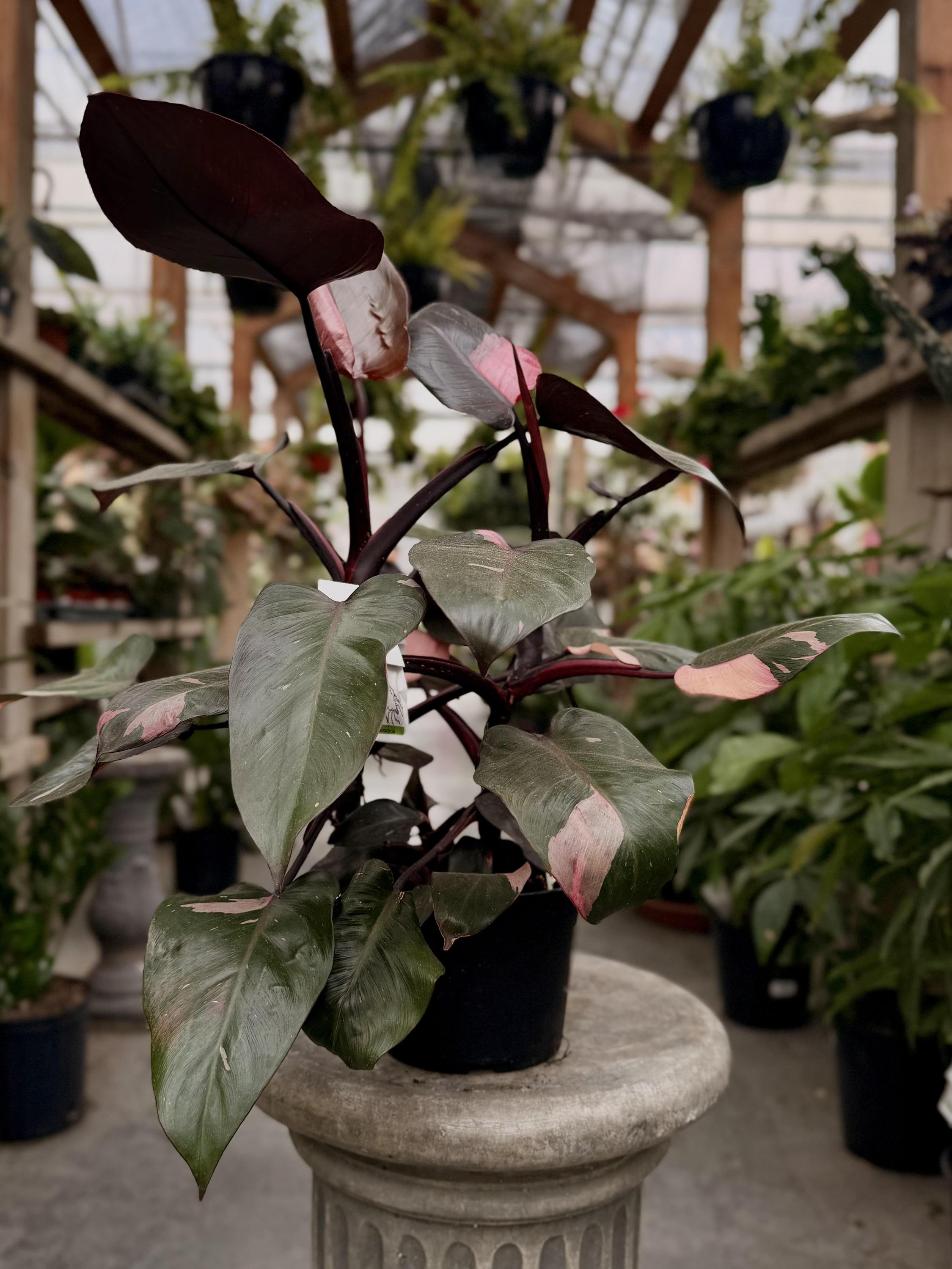 Philodendron Pink Princess