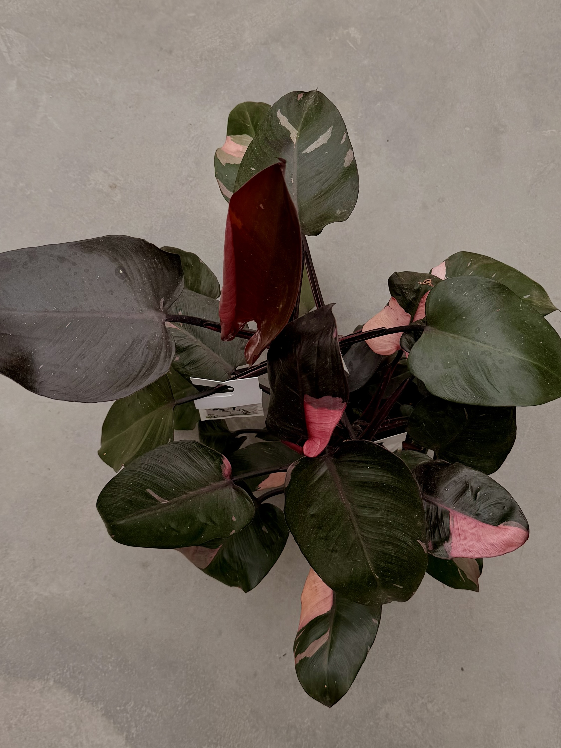 Philodendron Pink Princess – Image 2