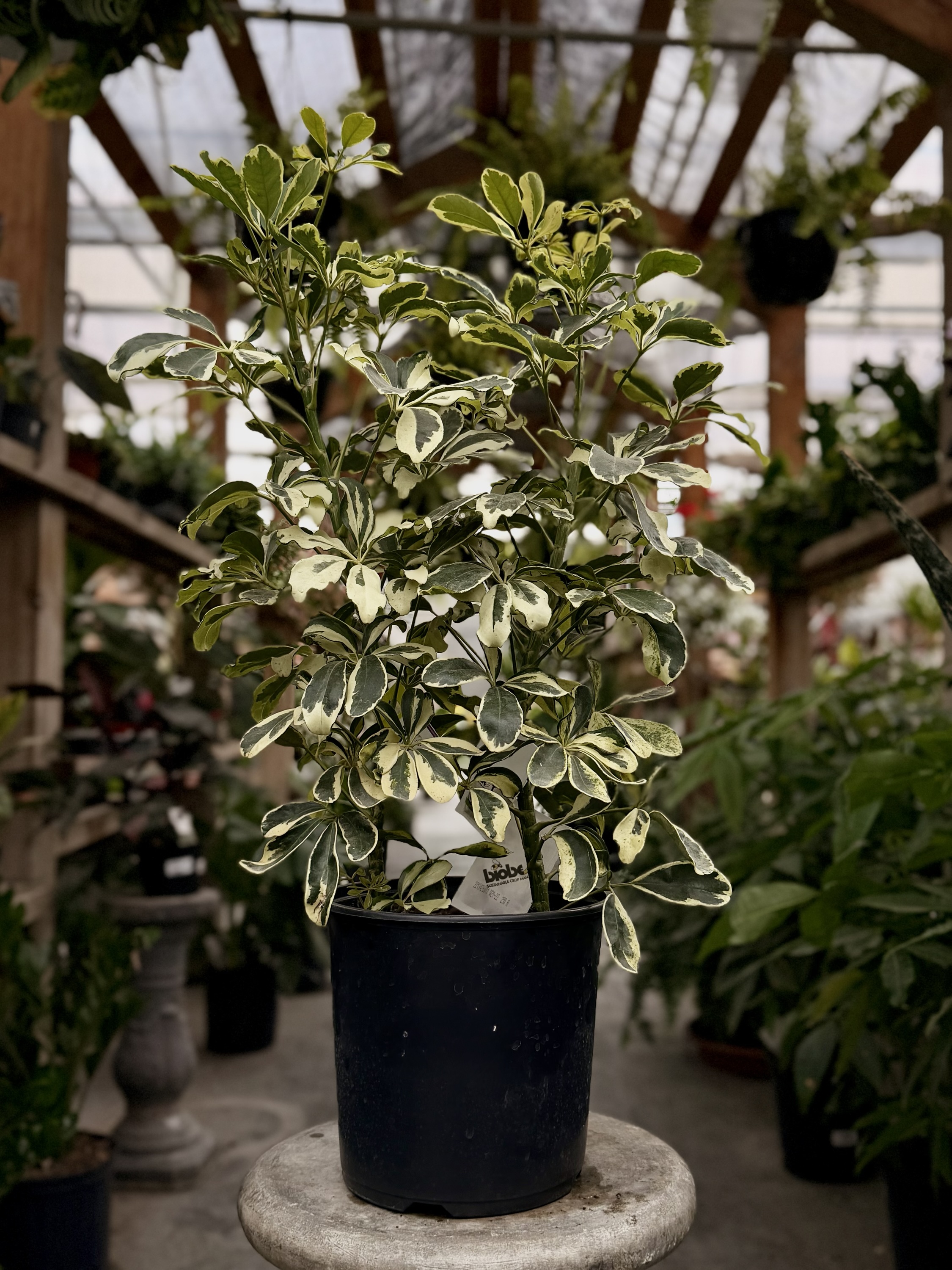 Schefflera Ivory