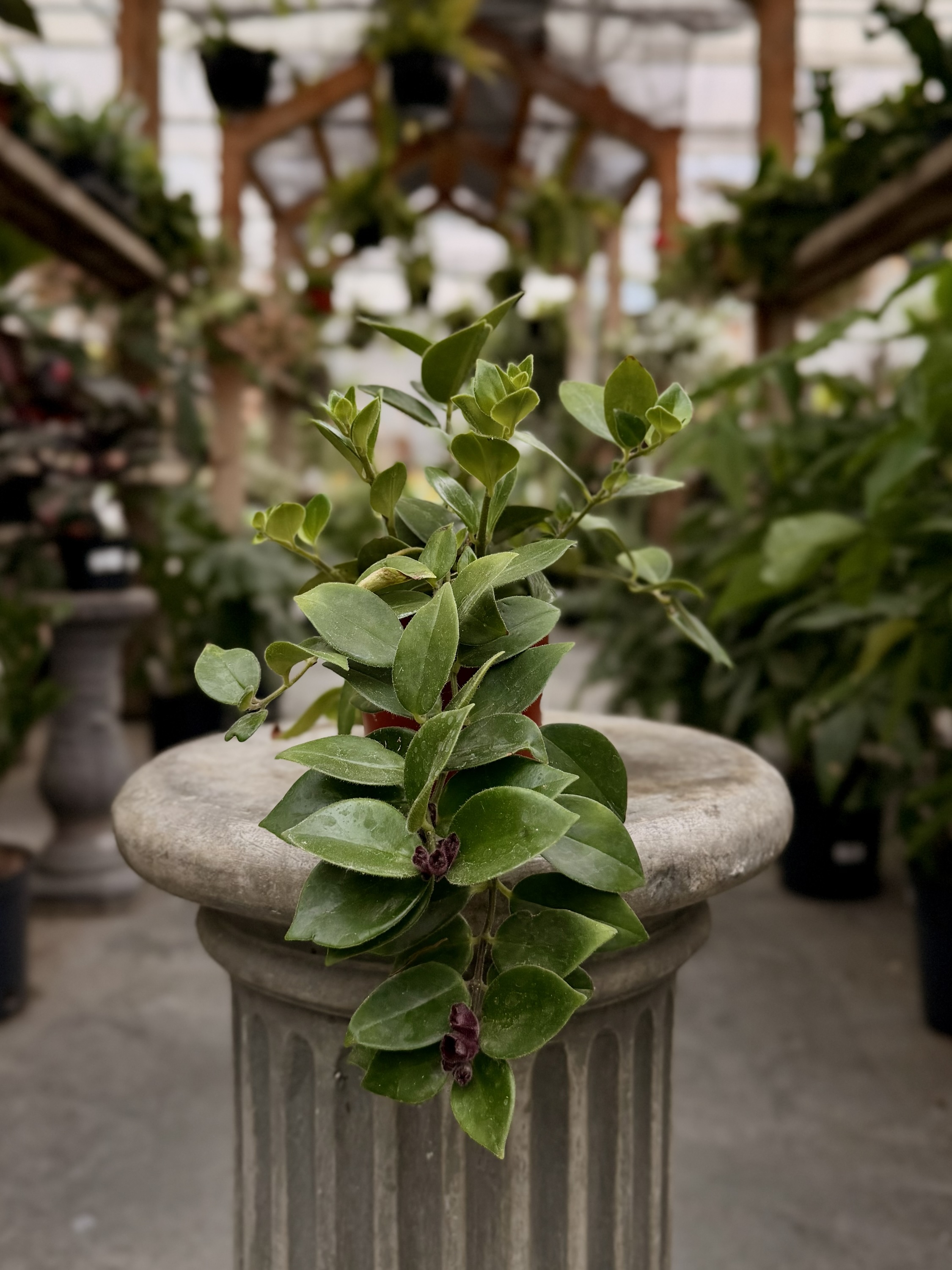 Aeschynanthus Mona Lisa