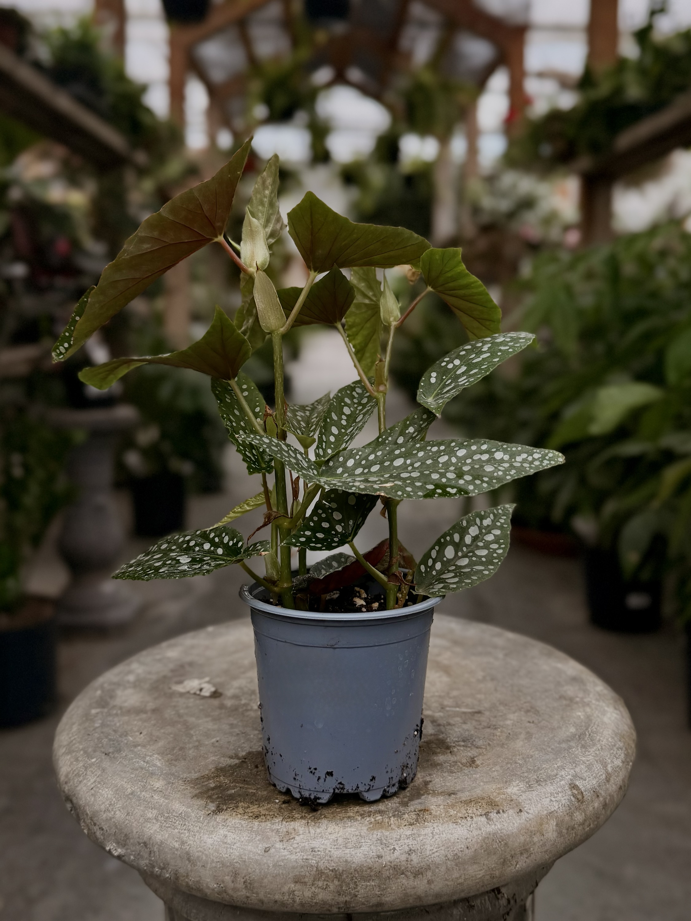 Begonia Rex White maculata