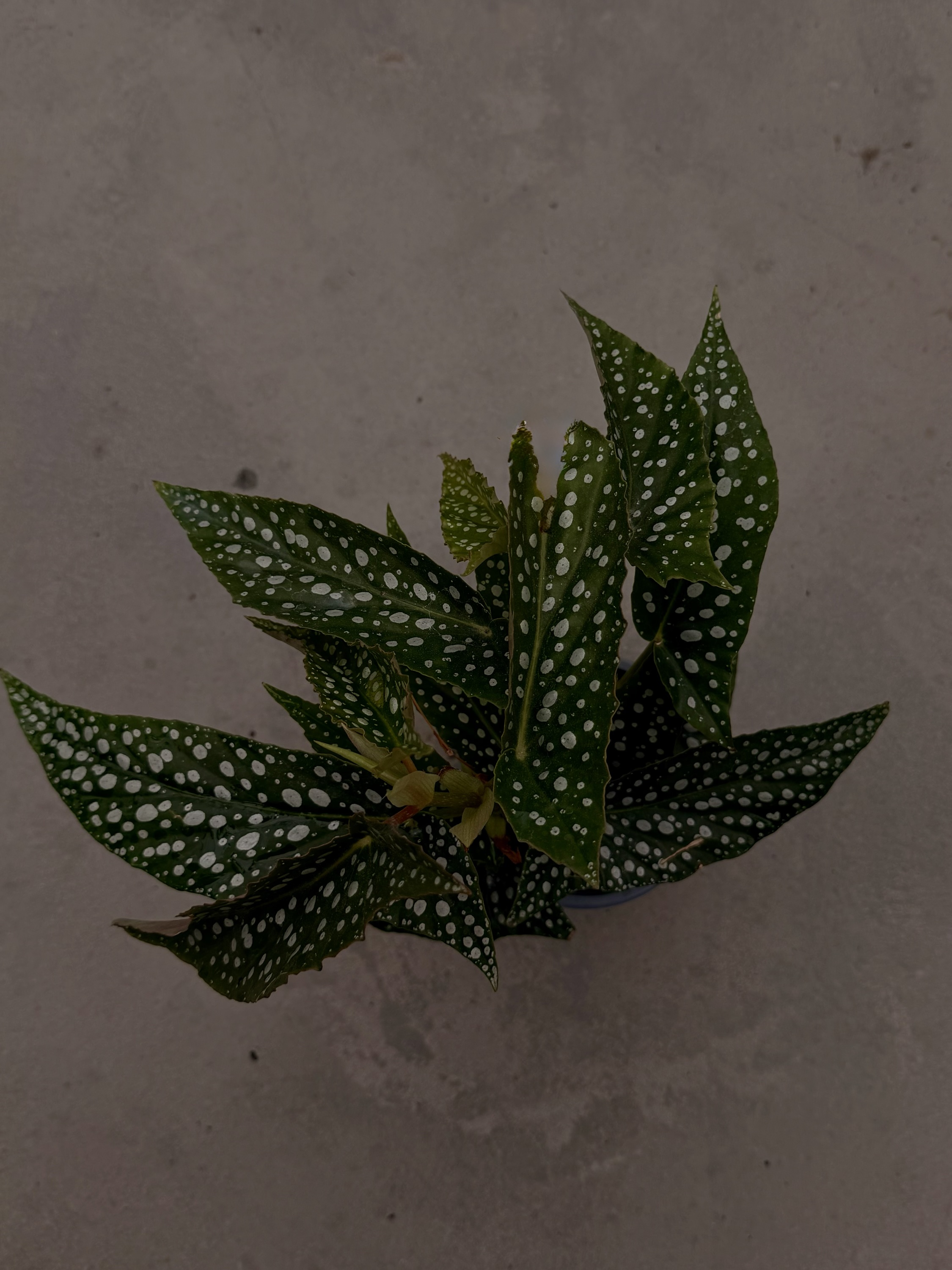 Begonia Rex White maculata – Image 2
