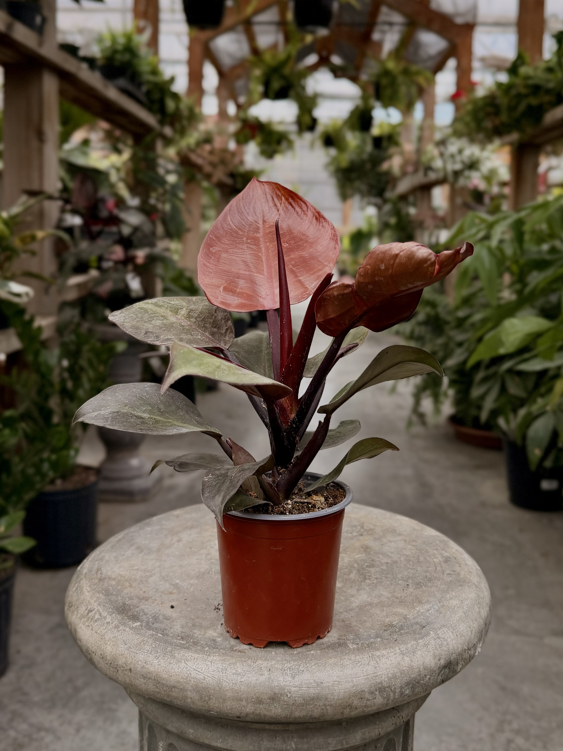 Philodendron Red Sun