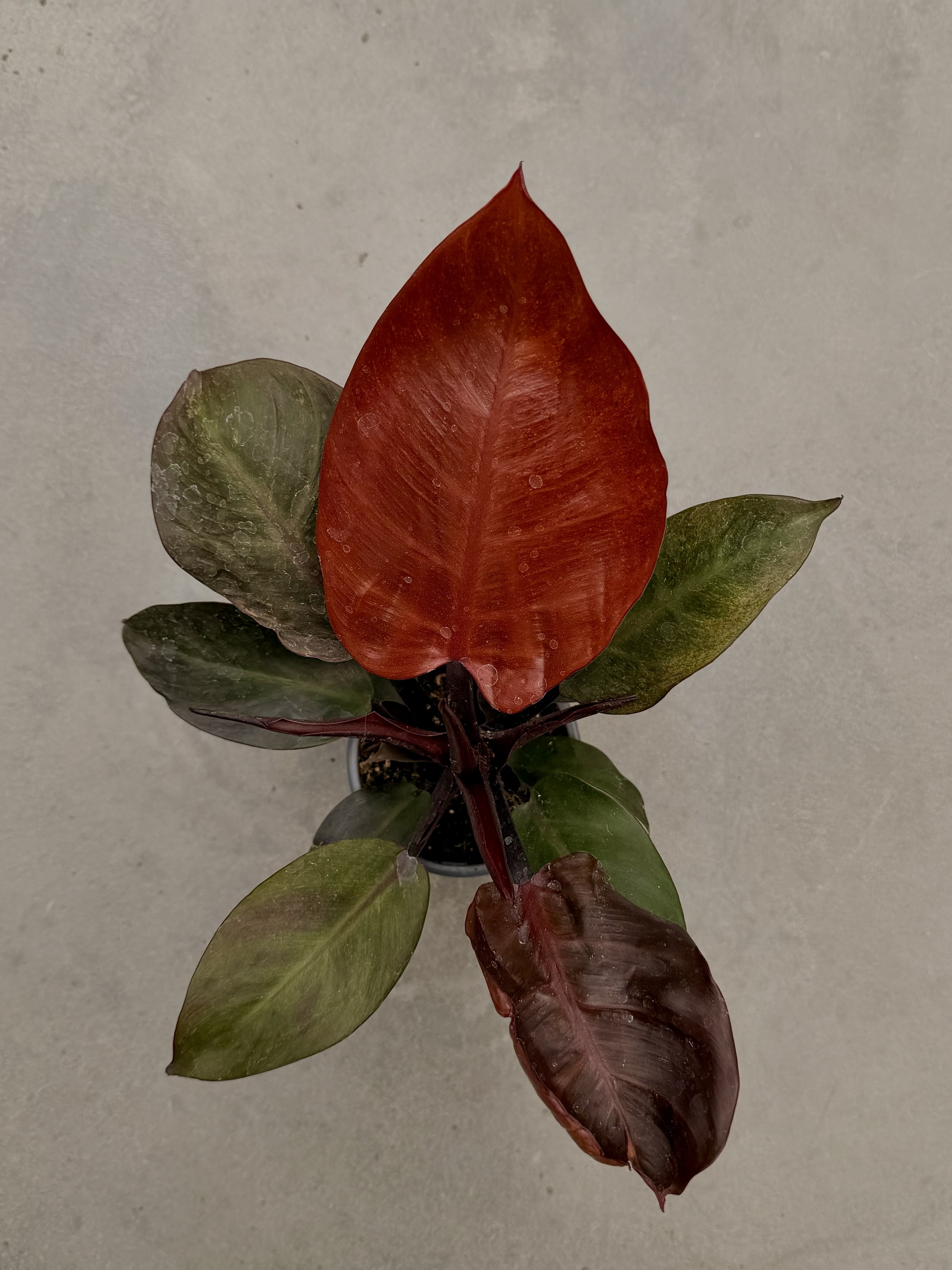 Philodendron Red Sun – Image 2