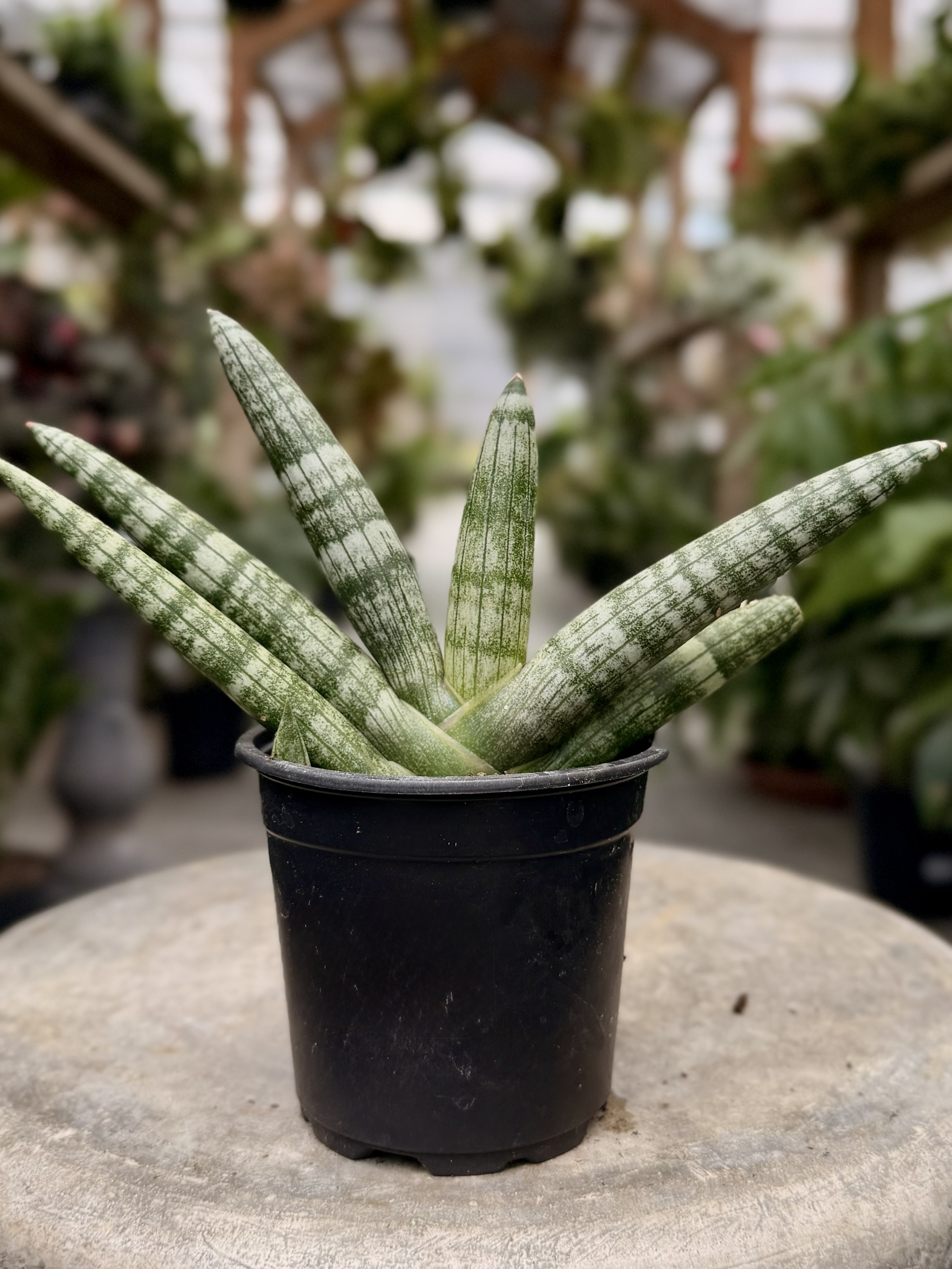 Sansevieria Boncel