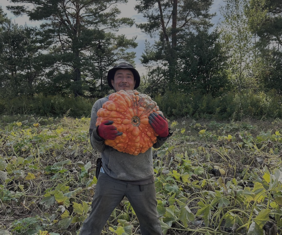 Autocueillette-citrouilles