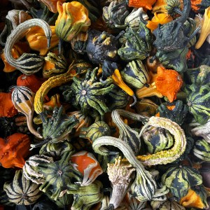 Courges ornementales